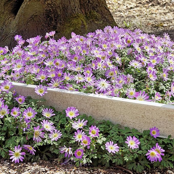 Easy to Grow Anemone Blanda Pink Shades - 20 Plant Bulbs, Pink Flowers in Spring Garden Full Sun