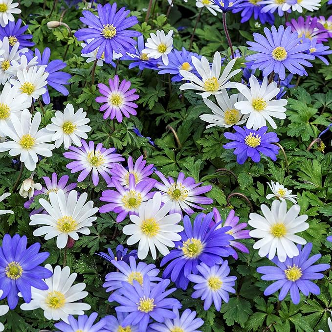 Easy to Grow Anemone Blanda Flutter Mix - 60 Plant Bulbs, Colorful Blue, Pink, & White Flowers in Spring Gardens, Full to Partial Sun