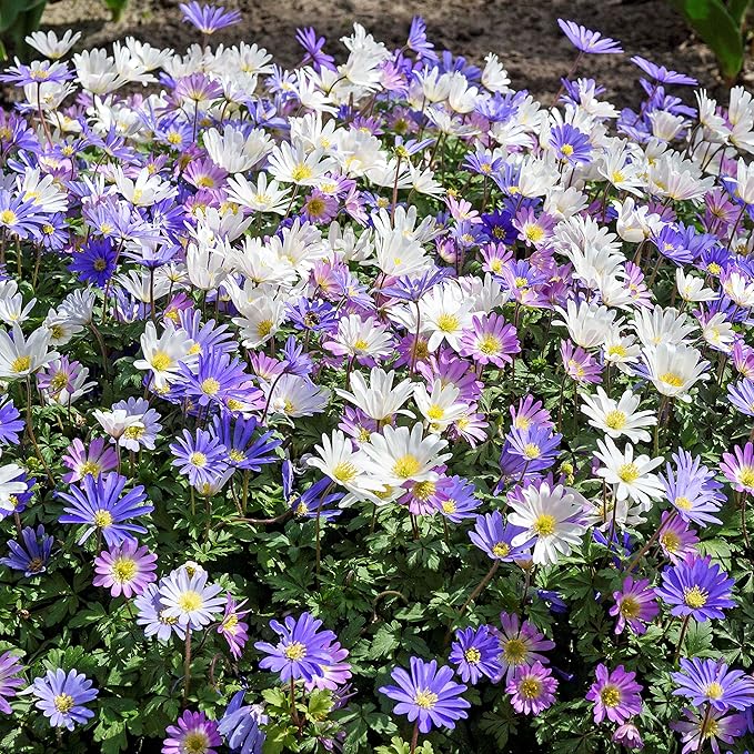 Easy to Grow Anemone Blanda Flutter Mix - 60 Plant Bulbs, Colorful Blue, Pink, & White Flowers in Spring Gardens, Full to Partial Sun