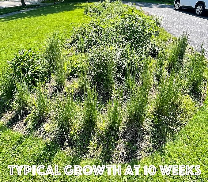 16 Outdoor Native Plants for Full Sun to Support Monarch Butterflies – Includes Common Milkweed, Lanceleaf Coreopsis, Blue Mistflower & Calico Aster – Not Seeds – 4–8” Tall on Arrival – Easy to Grow